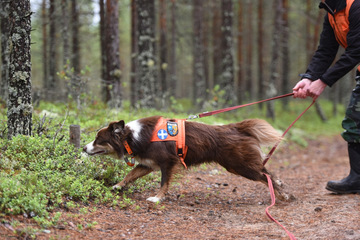 Pelastuskoira, maastolajit, haku ja jälki